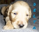 Small Photo #10 Goldendoodle Puppy For Sale in SUMMERFIELD, LA, USA