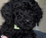 Puppy Puppy 3 Poodle (Standard)