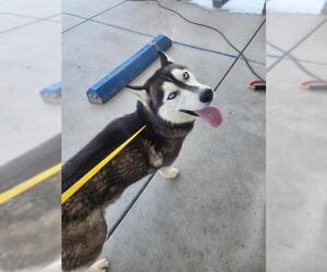 Siberian Husky Dogs for adoption in Bakersfield, CA, USA