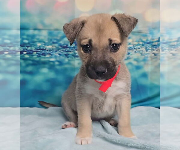 Medium Photo #1 Mutt Puppy For Sale in Lakewood, CO, USA