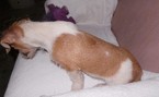 Small Photo #9 Jack Russell Terrier Puppy For Sale in AIKEN, SC, USA
