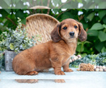 Small Photo #5 Dachshund Puppy For Sale in ELIZABETHTOWN, PA, USA