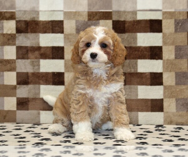 Medium Photo #3 Bernedoodle (Miniature)-Cavapoo (Miniature) Mix Puppy For Sale in DENVER, PA, USA