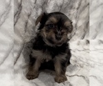 Small #5 Yorkshire Terrier