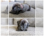 Small Photo #10 Mastiff Puppy For Sale in RUCKERSVILLE, VA, USA
