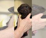 Puppy Puppy 5 Labrador Retriever