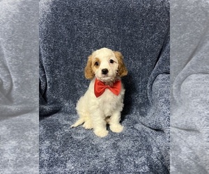 Cavapoo Puppy for sale in JEFFERSONVILLE, IN, USA