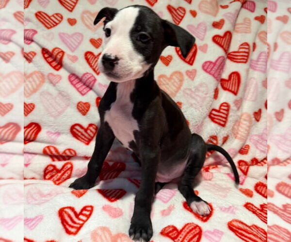 Medium Photo #6 Mutt Puppy For Sale in Plainfield, IL, USA