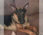 Small #11 German Shepherd Dog Mix
