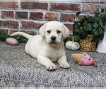 Diamond - Female Labrador Retriever Puppy for Sale - Photo #5