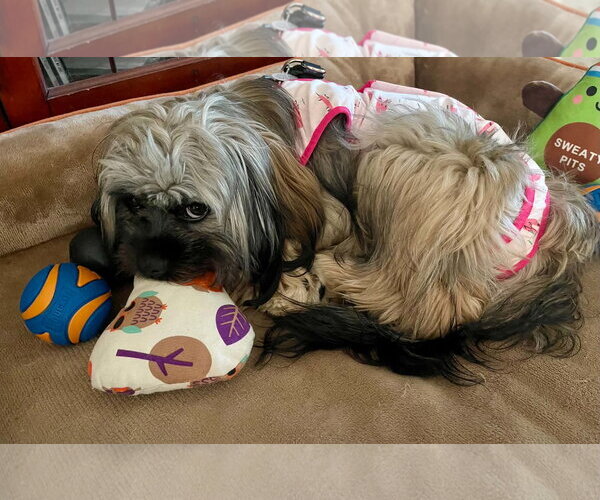 Medium Photo #5 Shih Tzu Puppy For Sale in Arlington, VA, USA