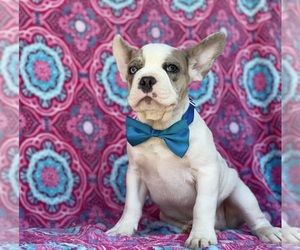 French Bulldog Puppy for sale in LANCASTER, PA, USA