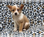 Small Photo #4 Texas Heeler Puppy For Sale in LAKELAND, FL, USA