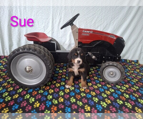 Medium Photo #2 Bernese Mountain Dog Puppy For Sale in MEMPHIS, MO, USA