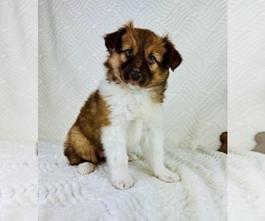 Miniature Australian Shepherd Puppy for sale in GREENFIELD, IN, USA