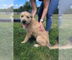Mutt Dogs for adoption in Holly Springs, NC, USA