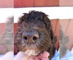 Small Photo #8 Labradoodle Puppy For Sale in WESTMINSTER, SC, USA