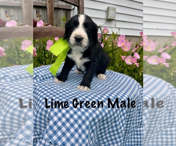 Medium Photo #8 Bernedoodle Puppy For Sale in SPENCER, IN, USA