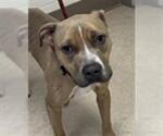 Small American Pit Bull Terrier