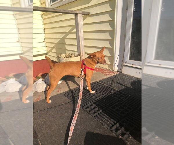 Medium Photo #4 Chihuahua-Unknown Mix Puppy For Sale in Mooresville, NC, USA