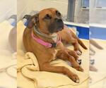 Small #2 American Pit Bull Terrier Mix