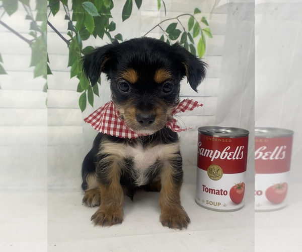 Medium Photo #5 Shorkie Tzu Puppy For Sale in SELLERSBURG, IN, USA