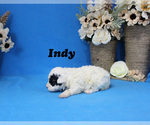 Small Photo #6 Poodle (Toy) Puppy For Sale in CHANUTE, KS, USA