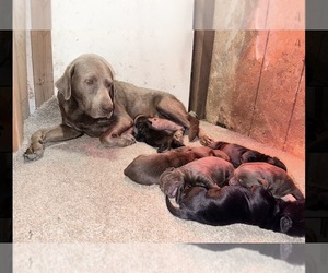 Labrador Retriever Puppy for sale in SAN JOSE, CA, USA
