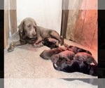 Litter of 7 - Male(s) and Female(s) Labrador RetrieverLitter of Puppies for Sale - Small photo