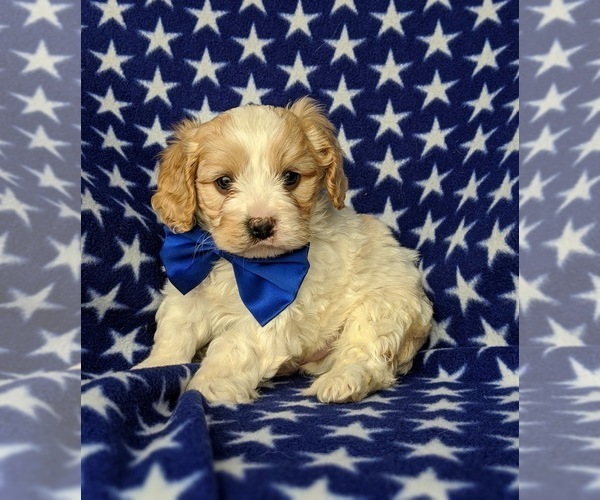 Medium Photo #1 Cavachon Puppy For Sale in AIRVILLE, PA, USA