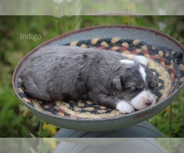 Medium Photo #6 F2 Aussiedoodle Puppy For Sale in BLUFORD, IL, USA