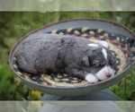 Small Photo #6 F2 Aussiedoodle Puppy For Sale in BLUFORD, IL, USA