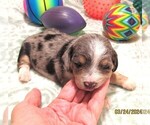 Small #4 Chiweenie-Poodle (Toy) Mix