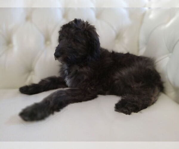 Medium Photo #2 Cadoodle Puppy For Sale in PERU, IN, USA