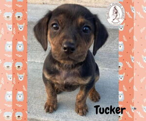 Treeing Walker Coonhound-Unknown Mix Dogs for adoption in Red Lodge, MT, USA