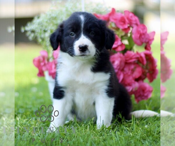 Medium Photo #2 Border Collie Puppy For Sale in QUARRYVILLE, PA, USA