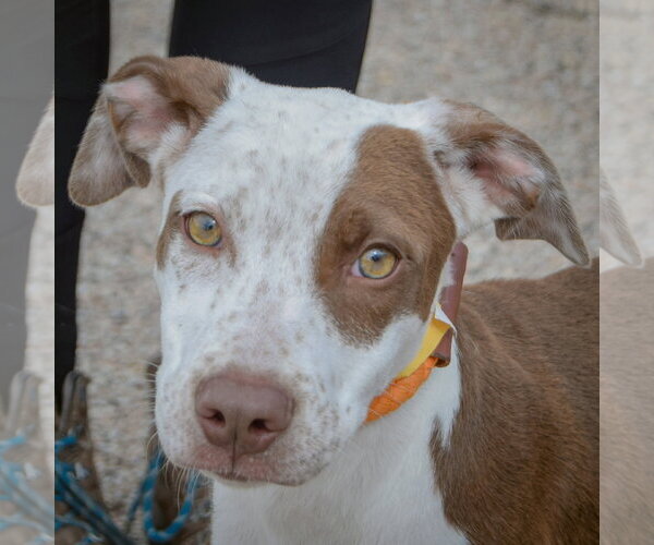 Medium Photo #1 American Staffordshire Terrier-Red Heeler Mix Puppy For Sale in Huntley, IL, USA