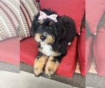 Small #3 Miniature Bernedoodle