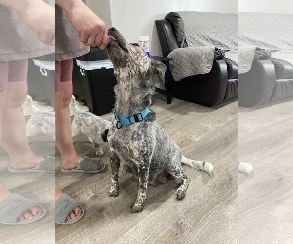 Medium Photo #3 Mutt Puppy For Sale in Garden City, NY, USA