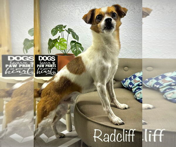 Medium Photo #3 Chihuahua-Unknown Mix Puppy For Sale in Arcadia, FL, USA