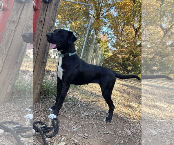 Medium Photo #18 Labrador Retriever-Unknown Mix Puppy For Sale in Rustburg, VA, USA