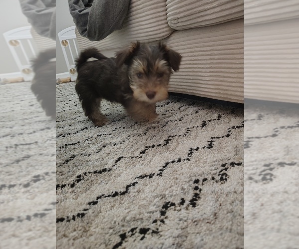 Medium Photo #1 Yorkshire Terrier Puppy For Sale in SAINT LOUIS, MO, USA