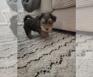 Yorkshire Terrier Puppy for sale in SAINT LOUIS, MO, USA