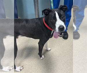 Mutt Dogs for adoption in Newton, NC, USA