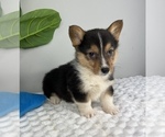 Small #1 Pembroke Welsh Corgi