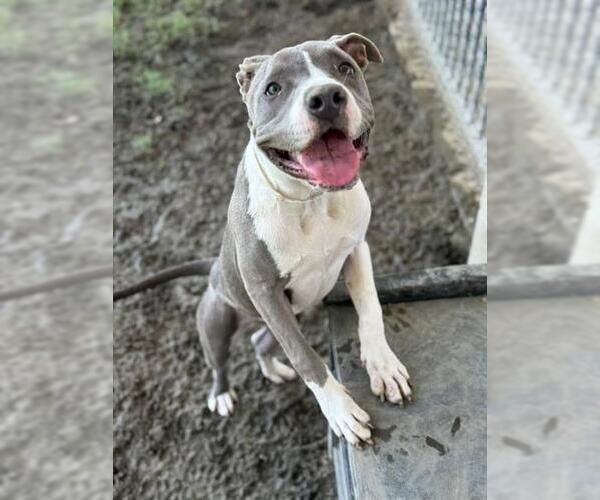Medium Photo #2 American Pit Bull Terrier-Unknown Mix Puppy For Sale in Riverside, CA, USA