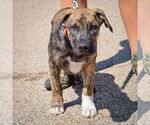 Small #2 Boxer-German Shepherd Dog Mix