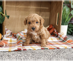 Poodle (Miniature) Puppy for sale in SYRACUSE, IN, USA