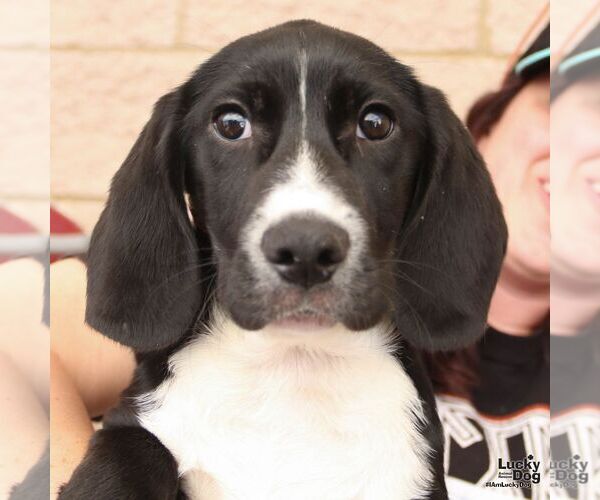 Medium Photo #6 Border Collie-Unknown Mix Puppy For Sale in Washington, DC, USA