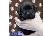 Puppy Louie Labrador Retriever